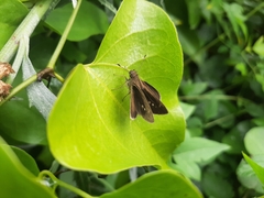 Cymaenes odilia