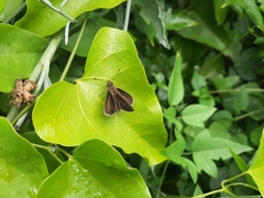 Cymaenes odilia