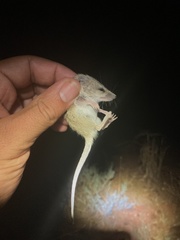 Sminthopsis macroura