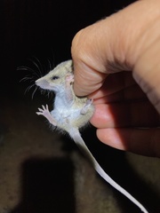 Sminthopsis macroura