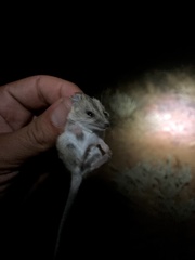 Sminthopsis macroura