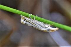 Crambus multilinellus