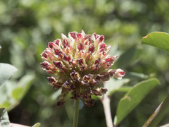 Hosackia crassifolia