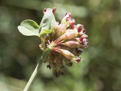 Hosackia crassifolia