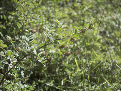 Hosackia crassifolia