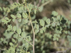 Hosackia crassifolia