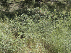 Hosackia crassifolia
