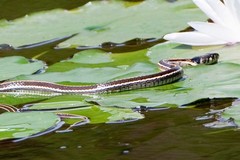 Thamnophis cyrtopsis cyrtopsis