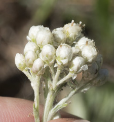 Antennaria argentea