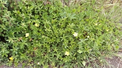 Potentilla reptans