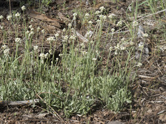 Antennaria argentea