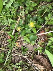 Potentilla indica