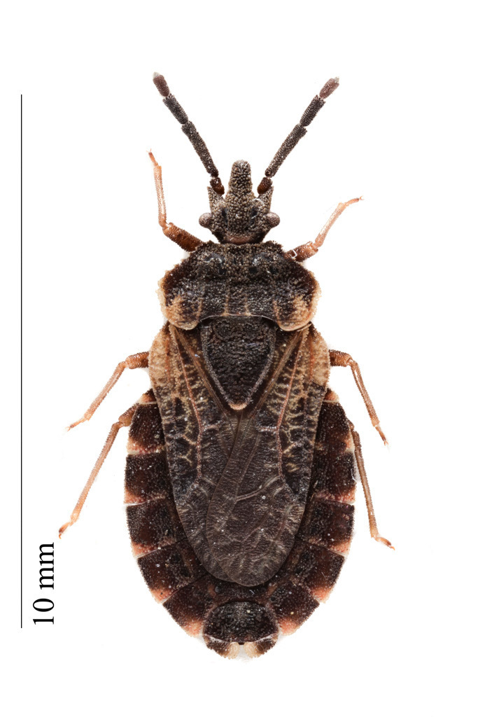 Aradus corticalis