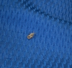 Belonochilus numenius