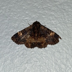 Metalectra carneomacula