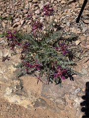 Astragalus cyaneus