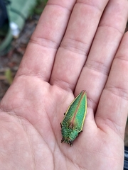 Psiloptera