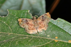 Quadrus u-lucida