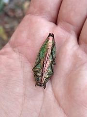 Psiloptera