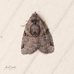 Pseudeustrotia indeterminata