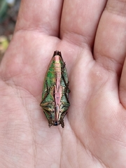 Psiloptera