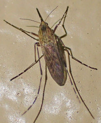 Aedes nigromaculis