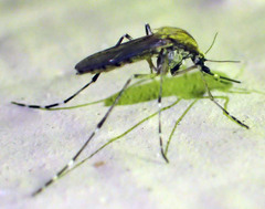 Aedes nigromaculis