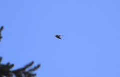 Falco columbarius suckleyi