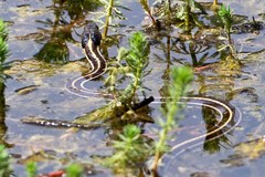 Thamnophis cyrtopsis cyrtopsis