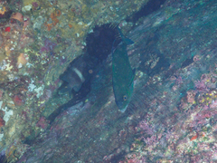 Ferdauia orthogrammus