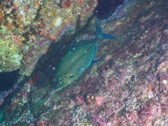 Ferdauia orthogrammus