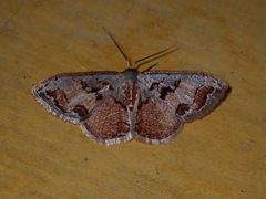 Idaea fervens