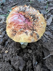 Amanita gayana