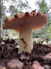 Amanita gayana