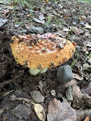Amanita gayana