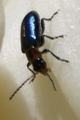 Pseudoluperus maculicollis
