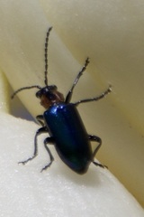 Pseudoluperus maculicollis
