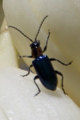 Pseudoluperus maculicollis