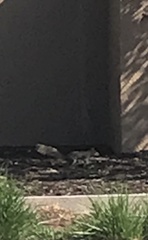 Sciurus carolinensis