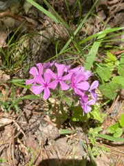 Phlox amoena