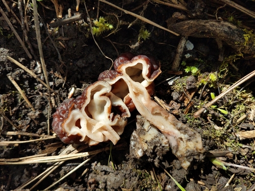 False Morel