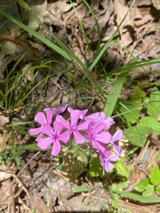 Phlox amoena