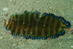 Soleichthys microcephalus