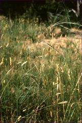 Austrostipa rudis