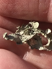 Ramalina leptocarpha