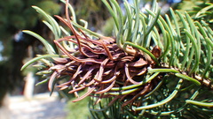 Pineus similis