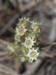 Horkelia tridentata