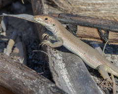 Aspidoscelis rodecki
