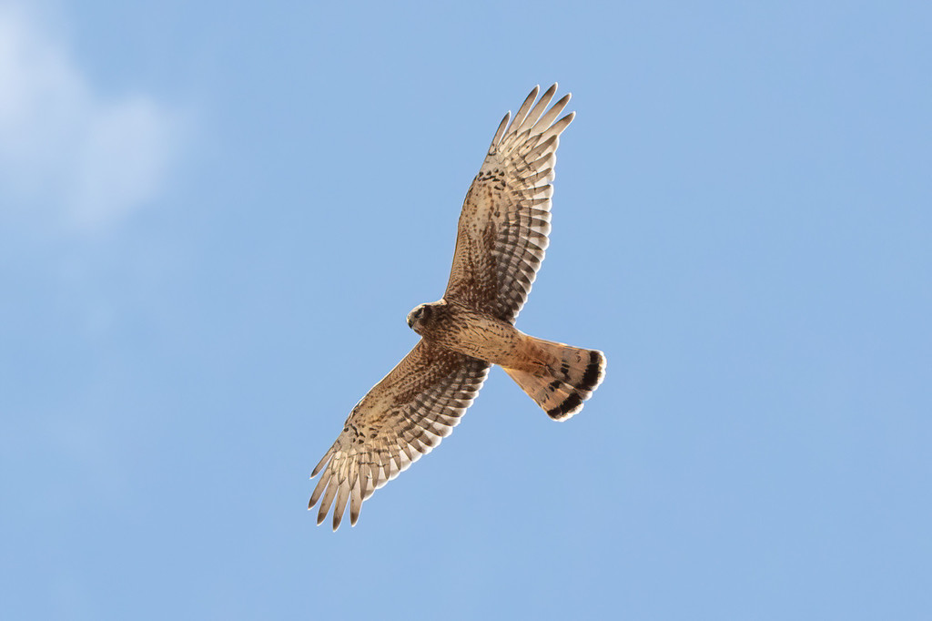 Cinereous Harrier