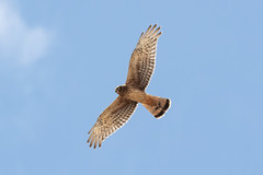 Cinereous Harrier photo 5